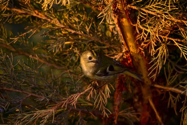 Que Passarinho Giro Fundo Natureza Verde Pássaro Goldcrest Regulus Regulus — Fotografia de Stock