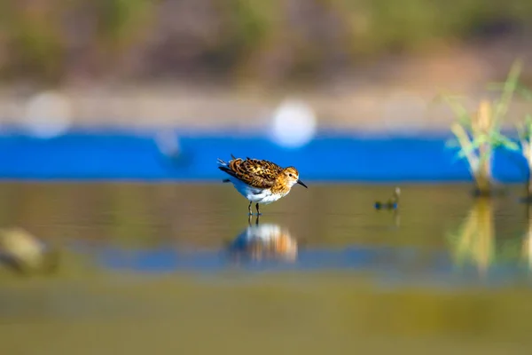 Pássaro Aquático Giro Fundo Natureza Colorida Little Stint Inglês Calidris — Fotografia de Stock
