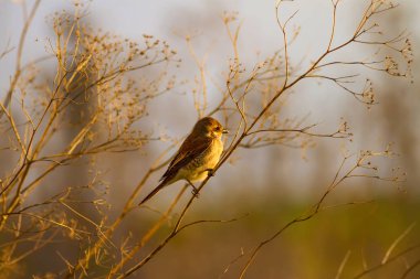 Sevimli kuş. Doğal arka plan. Kırmızı destekli Örümcek Kuşu. Yaygın kuş türleri