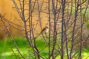 Sevimli kuş. Doğal arka plan. Kırmızı destekli Örümcek Kuşu. Yaygın kuş türleri