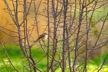Sevimli kuş. Doğal arka plan. Kırmızı destekli Örümcek Kuşu. Yaygın kuş türleri