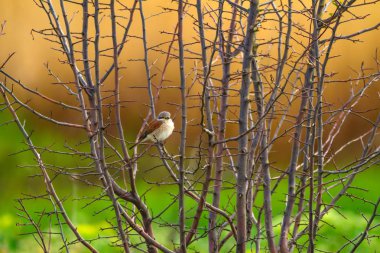 Sevimli kuş. Doğal arka plan. Kırmızı destekli Örümcek Kuşu. Yaygın kuş türleri