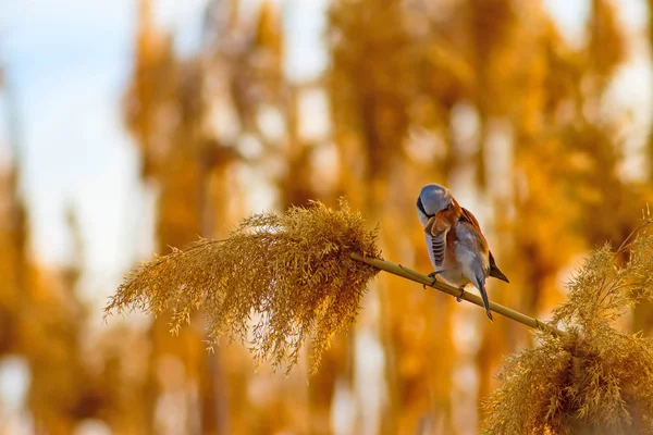 Pássaro Giro Fundo Natural Red Apoiou Shrike Espécies Aves — Fotografia de Stock