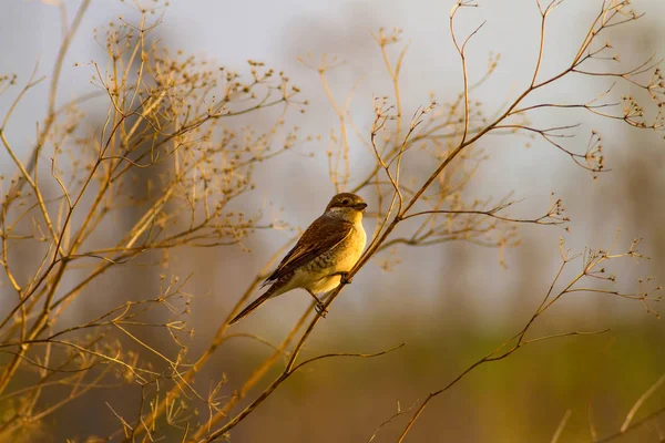 Cute bird. Natural background. Red backed Shrike. Common bird species