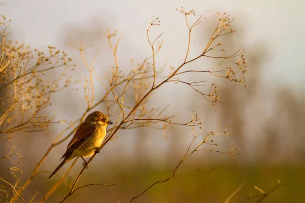 Pássaro Giro Fundo Natural Red Apoiou Shrike Espécies Aves — Fotografia de Stock