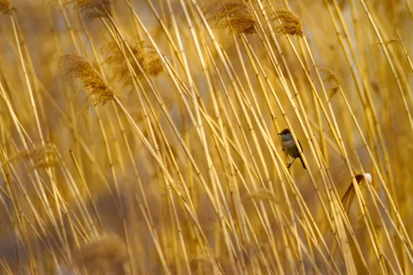 Naturaleza Aves Hábitat Natural —  Fotos de Stock