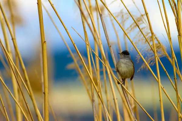 自然と鳥自然生息地の背景 — ストック写真