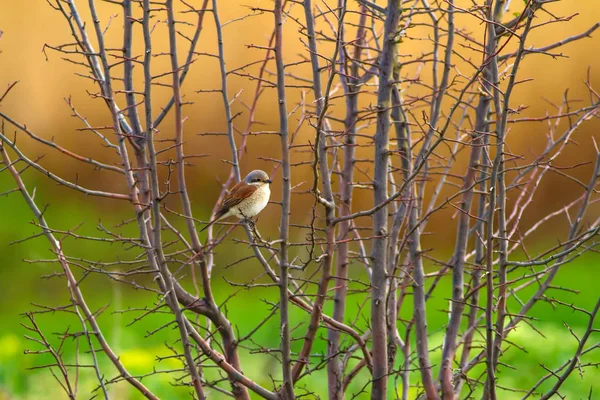 Cute bird. Natural background. Red backed Shrike. Common bird species