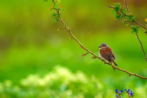 Cute Bird Natural Background Red Backed Shrike Common Bird Species — Stock Photo, Image