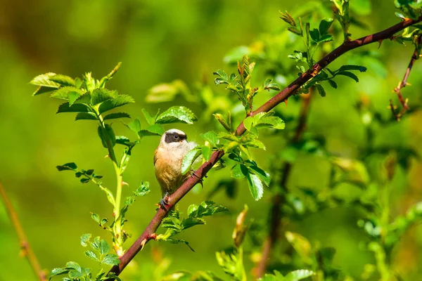 Roztomilý Pták Hnízdo Zelené Přírodní Pozadí Běžný Pták Kokota Lanová — Stock fotografie