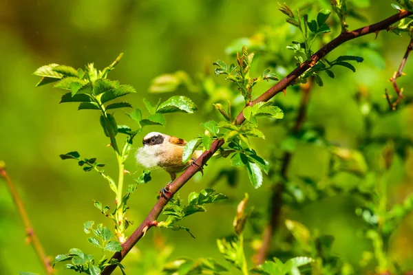 Милий Птах Гніздо Зелений Природний Фон Звичайний Птах Євразійський Пендулінський — стокове фото