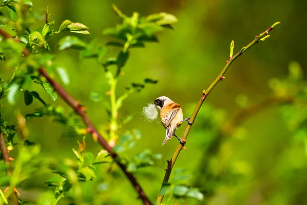 Niedlichen Vogel Und Nest Grüner Natürlicher Hintergrund Gemeiner Vogel Eurasische — Stockfoto