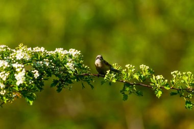 Sevimli kuş. Daldaki kuş. Kuş: Avrasya Penduline Tit. Remiz pendulinus. Doğal arka plan.