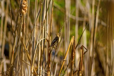 Doğa ve kuş. Doğa habitat arka plan.