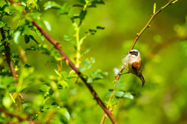 Söt Fågel Och Grön Naturlig Bakgrund Vanlig Fågel Eurasiska Penduline — Stockfoto