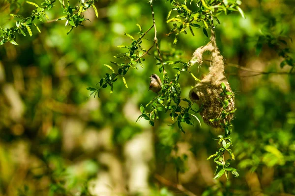 かわいい鳥と巣 緑の自然の背景 一般的な鳥ユーラシア ペンデュリン ティット レミズ ペンデュリヌス — ストック写真