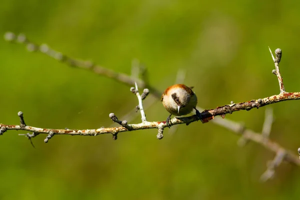 Söt Fågel Bird Filial Bird Eurasiska Penduline Tit Remiz Pendulinus — Stockfoto