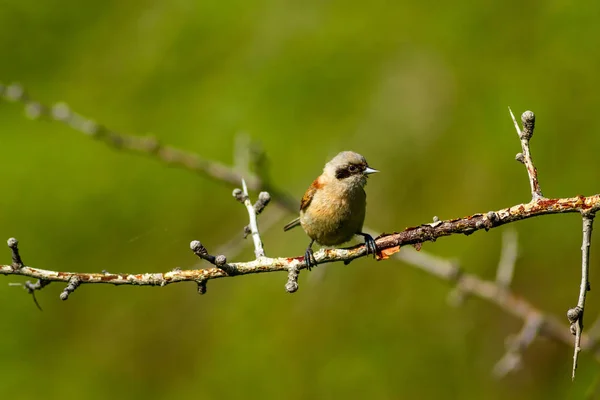 Roztomilá Ptáčku Pták Větvi Pták Eurasijský Pendulin Tit Remiz Pendulinus — Stock fotografie