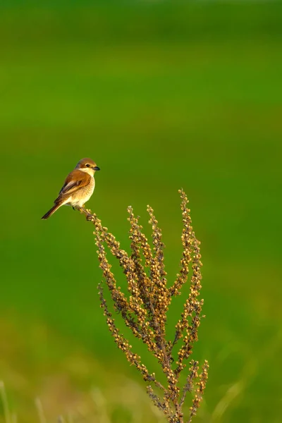 Cute bird. Natural background. Red backed Shrike. Common bird species