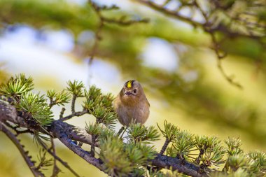 Sevimli küçük kuş. Yeşil doğa arka planı. Kuş: Goldcrest. Regulus regulus. 