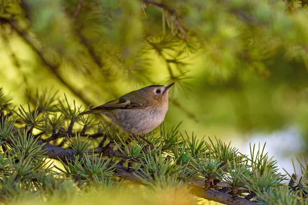 Söt Liten Fågel Grön Natur Bakgrund Fågel Goldcrest Regulus Regulus — Stockfoto