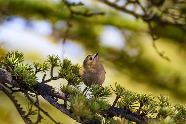Sevimli küçük kuş. Yeşil doğa arka planı. Kuş: Goldcrest. Regulus regulus. 