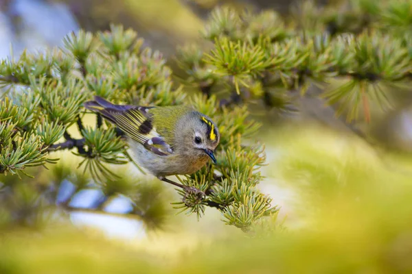 Uccellino Carino Sfondo Verde Natura Uccello Goldcrest Regulus Regulus — Foto Stock