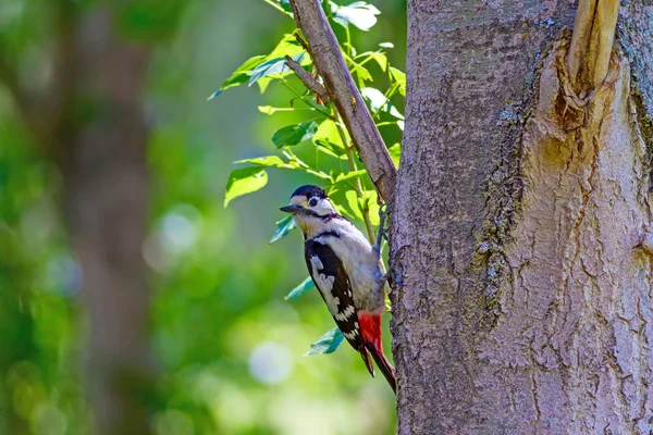 Mignon Pic Sur Arbre Fond Forêt Verte Oiseau Pic Tacheté — Photo