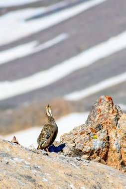 Nadir keklik. Dağ arka planı. Kuş: Hazar Karkuşu. Tetraogallus hazar. Niğde Aladağlar Demirkazik Dağı. Türkiye.