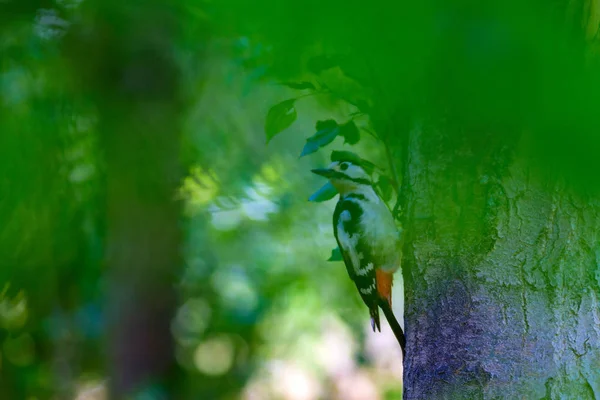 Schattige Specht Boom Groene Bos Achtergrond Vogel Middelste Bonte Specht — Stockfoto
