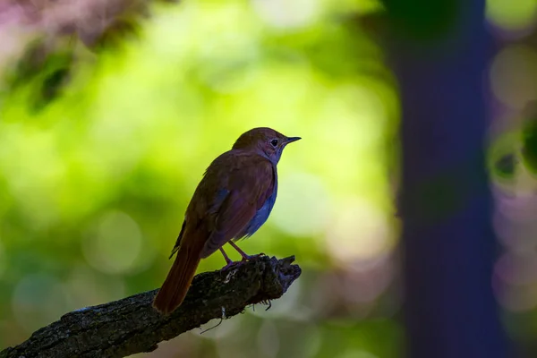 Nature Oiseau Nature Habitat Fond — Photo