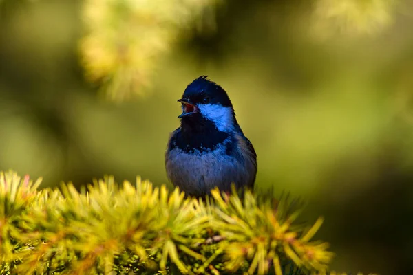 Natuur Vogel Achtergrond Van Natuur Habitat — Stockfoto