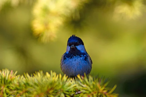 Природа Птах Фон Середовища Існування Природи — стокове фото