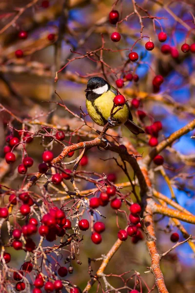 Příroda Pták Pozadí Přírodních Stanovišť — Stock fotografie