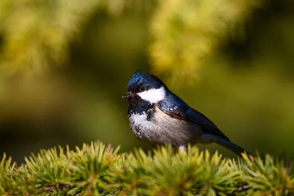 Naturaleza Aves Hábitat Natural — Foto de Stock