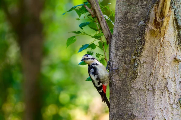 Mignon Pic Sur Arbre Fond Forêt Verte Oiseau Pic Tacheté — Photo