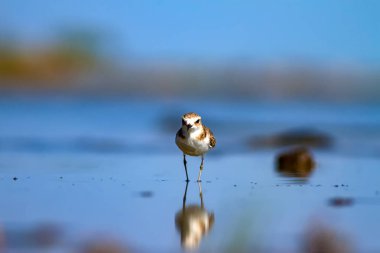 Şirin küçük su kuşu. Doğa geçmişi. Yaygın su kuşu: Kentish Plover. Charadrius Alexandrinus.