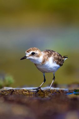 Şirin küçük su kuşu. Doğa geçmişi. Yaygın su kuşu: Kentish Plover. Charadrius Alexandrinus.
