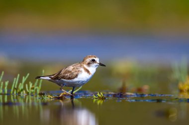 Şirin küçük su kuşu. Doğa geçmişi. Yaygın su kuşu: Kentish Plover. Charadrius Alexandrinus.