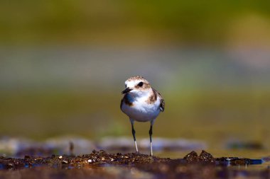 Şirin küçük su kuşu. Doğa geçmişi. Yaygın su kuşu: Kentish Plover. Charadrius Alexandrinus.
