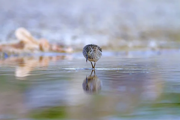 Pássaro Fundo Habitat Aquático Pássaro Marsh Sandpiper Tringa Stagnatilis — Fotografia de Stock