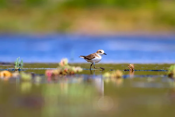 Cute Little Water Bird Nature Background Common Water Bird Kentish — Stock Photo, Image