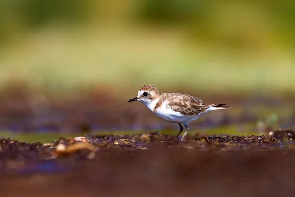 Cute little water bird. Nature background. Common water bird: Kentish Plover. Charadrius alexandrinus.