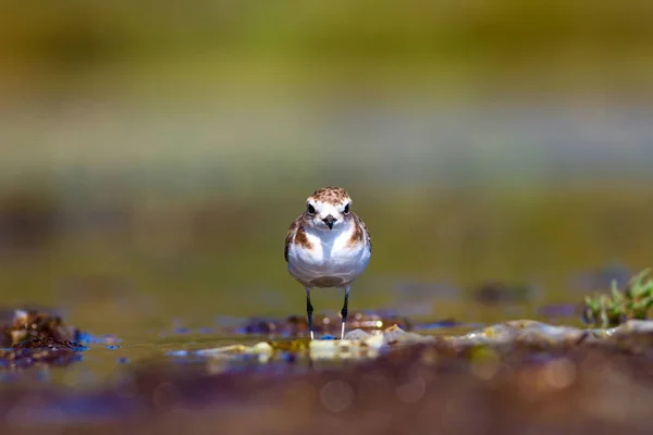 かわいい水の鳥 自然を背景に 一般的な水の鳥 Kentish Plover チャラドリウス アレクサンドリヌス — ストック写真