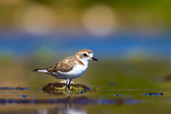 Joli Petit Oiseau Eau Fond Naturel Oiseau Eau Commun Pluvier — Photo