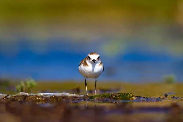 Şirin Küçük Kuşu Doğa Geçmişi Yaygın Kuşu Kentish Plover Charadrius — Stok fotoğraf
