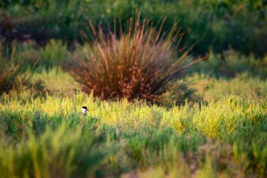 Yeşil doğa ve Spur Kanatlı Lapwing. Kuş: Spur kanatlı Lapwing. Vanellus spinosus.