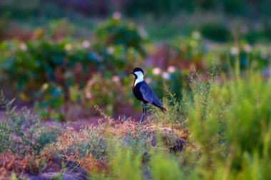 Yeşil doğa ve Spur Kanatlı Lapwing. Kuş: Spur kanatlı Lapwing. Vanellus spinosus.