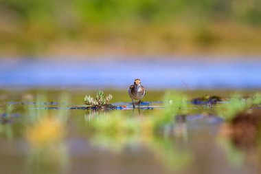 Sevimli su kuşu. Sıradan bir kuş. Doğal arka plan. Kuş: Ortak Sandpiper. Aktit hipoleukozları.