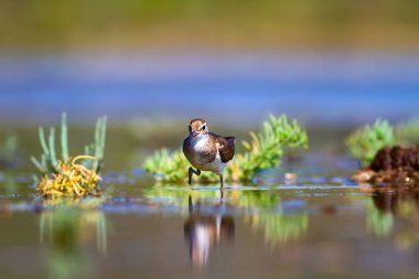Sevimli su kuşu. Sıradan bir kuş. Doğal arka plan. Kuş: Ortak Sandpiper. Aktit hipoleukozları.